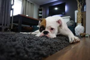 a lazy dog laying on the floor, suffering from aalasya