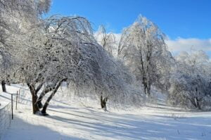 still and peaceful, snowy winter scene with bare trees and blue sky