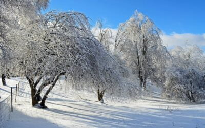 Still and Quiet – Gifts of Winter