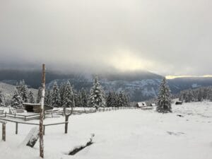 Snow-covered trees with sun rays breaking through in Wintertime