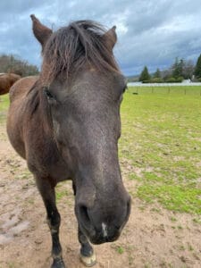 A close up photo of a black horse