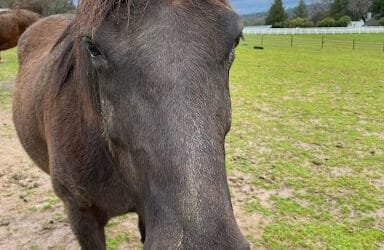 Practicing Presence – A Visit with the Herd and the Land