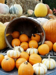 Pumpkins and autumn harvest scene symbolizing the Autumn final harvest.
