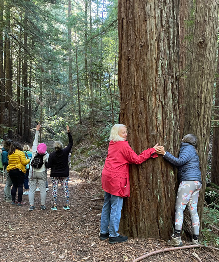 Redwood tree hug