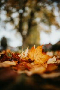 Autumn leaves falling on the ground