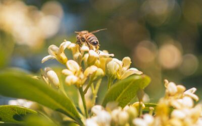 Be Like the Bee
