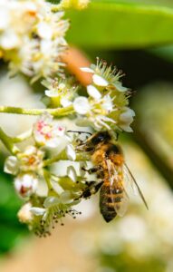 bee drinking from white flowers