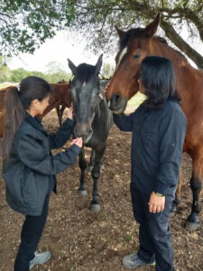 Feeding treats to horses