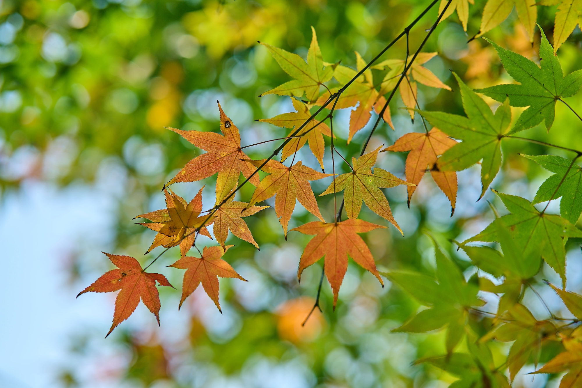 Japanese maple leaving turning colors, with green leaves in the background.